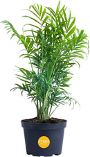 Costa Farms Neanthebella Palm Parlor Palm Live Indoor Plant 12-Inches Tall, Ships in Grower's Pot by GreenHaven Gardens