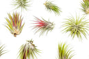 5 Pack Large Air Plants Tillandsia Ionantha Guatemala - Live Succulent House Plants - Available in Wholesale and Bulk - Home and Garden Decor - Easy Care Indoor and Outdoor Plants (Pack of 5) by GreenHaven Gardens
