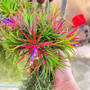 Red Tillandsia Air Plants Live, Set 20 Live Plant, Tillandsia Plants, Succulents Plant Live, Indoor and Outdoor House Plant by GreenHaven Gardens