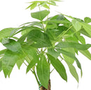 Money Tree Live Indoor Plant in 4 in. Plastic Grower Pot *Sold by Amazon and Arcadia Garden Products* by GreenHaven Gardens