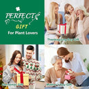 Bonsai Tree Kit, Bonsai Starter Kit for Growing Bonsai Plants with Tools, Grow Bonsai Tree Live Indoor, Garden Crafts Hobby Kits, Unique DIY Gardening Gifts for Men Women Mother by GreenHaven Gardens