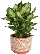 Costa Farms Dieffenbachia, Live Indoor Plant in Décor Plant Pot, Potted Houseplant in Potting Soil Mix, Real Plants Gift for Mom, Dad, 12-14 Inches Tall by GreenHaven Gardens