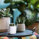 D'vine Dev Set of 2 Plants Pots, 3.5 Inch Ceramic Planter Pot for Plants with Drainage Hole and Saucer, White, 94-V-A-1 by GreenHaven Gardens