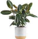 Costa Farms Burgundy Rubber Plant, Live Indoor Ficus Elastica Tree, Live Indoors Houseplant in Décor Planter Pot, Potting Soil Mix, Gift for Housewarming New House, Home or Office Decor, 2-3 Feet Tall by GreenHaven Gardens