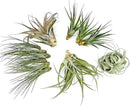 Holiday Hosting Gift Box Jumbo - 12ct - Tillandsia Air Plant Set - Live Arrival Guaranteed - House Plants for Home Decor & Gift by GreenHaven Gardens