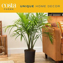 Costa Farms Majesty Palm Tree, Live Indoor Plant Potted in Grower Pot, Tropical Houseplant in Potting Soil, Patio Home Decor or Room Decor, Housewarming, 3-4 Feet Tall by GreenHaven Gardens