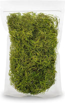 Premium Spanish Moss in Spring Green| Natural Preserved - Great Ground Cover - Filler for Potted Plants - by GARDENERA - 1 Quart Bag by GreenHaven Gardens