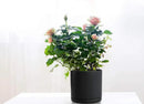 D'vine Dev 6 Inch Ceramic Planter Pot with Drainage Hole and Saucer, Indoor Cylinder Round Flower Pot, Black, 94-O-C-2 by GreenHaven Gardens