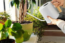 1.5 Liter Watering Can for Indoor Plants, House Plants, Flower Watering, Outdoor Plants - Small Metal Watering Can with Long Spout (White) by GreenHaven Gardens