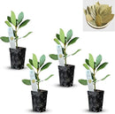 Mediterranean Bay Leaf, Bay Laurel Live Plant. Saratoga/Standard Varieties - Laurus Nobilis. Fragrant, Fresh, Edible. Pots/Ground Planting. Mild/Strong Flavor (2 Srtg + 2 Std Bay Plants in Cup) by GreenHaven Gardens
