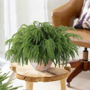 12 Pcs Artificial Norfolk Pine Branches, Norfolk Pine Artificial Pine Stems DIY Crafts Faux Christmas Greenary Norfolk Pine Branches for Xmas Wreath Garland Home Decor (12) by CozyNest Decor