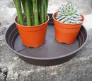 Plant Saucer 6 Inch 4 Pack 6 8 10 12 14 16 18 20 25, Plastic Plant Trays for Pots，Extra-Deep Plant Water Dray Tray, Bird Bath Bowl, Heavy Flower Plant saucers Indoors and Outdoor No Holes 6in-4 brown by GreenHaven Gardens