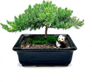 Live Dwarf Juniper Bonsai Tree 4-5years Old with Cute Ceramic Panda | Juniper or Jade Bonsai Tree | Indoor/Outdoor | 100% Handcrafted| Home and Office Décor | Best Gift for Holiday by GreenHaven Gardens