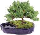 Brussel's Bonsai Brussel's Green Mound Juniper Bonsai in Zen Reflections Pot, SMALL by GreenHaven Gardens