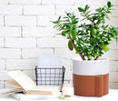 6.5 Inch Self-Watering Planter Pot with Terracotta Insert, Deep Water Reservoir, and Ceramic-Alike BPA-Free Plastic Pot for Plant, Modern Planter for Houseplants, Terracotta/White, 53-B-S-6 by CozyNest Decor
