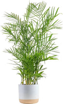 Costa Farms Bamboo Palm, Easy to Grow Houseplant, Live Indoor Plant Potted in Decor Plant Pot, Room or Office Decor, 3-4 Feet Tall by GreenHaven Gardens