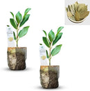 Mediterranean Bay Leaf, Bay Laurel Live Plant. Saratoga Variety - Laurus Nobilis. Live Plant. Fragrant, Fresh, Edible. Best for Pot Planting and Indoor. Mild Flavor. (2 Saratoga Plants in Sac) by GreenHaven Gardens