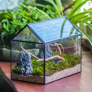 NCYP House Shape Glass Terrarium with Acrylic Lid - 10.2x5.9x8.2 Inches Large Geometric Box for Snails, Ferns, Succulents, Air Plants, Indoor Tabletop Decor, Handmade (Terrarium Only) by CozyNest Decor