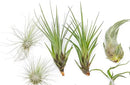 25 Grab Bag Pack Small & Medium Air Plants - Fertilizer Packet - Wholesale - Bulk - Live Tillandsia - Easy Care House Plant - Succulents by GreenHaven Gardens