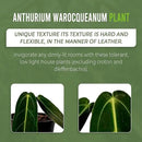 LEAL PLANTS ECUADOR Anthurium Warocqueanum (Pack of 2)| Green Live Plant for Indoors |Rare and Exotic Indoor Plants for Living Room | Queen Anthuriums House Plants | Warocqueanum Heart Plant by GreenHaven Gardens