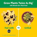 Miracle-Gro Garden Feeder with Water Soluble All Purpose Plant Food, Hose-end Feeder for Outdoor Plants, 1 lb. by GreenHaven Gardens