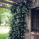 Star Jasmine/Confederate Jasmine - Trachelospermum Jasminoides. Live. Fragrant Flowers. (2 Plants in Sac) by GreenHaven Gardens