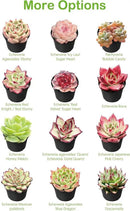 Live Succulents Crassula Baby's Necklace (4-inch), Succulent Plants Fully Rooted in Pots with Soil, Easy-Care House Plant for DIY, Home Office Decor, Wedding Party Favor by GreenHaven Gardens