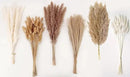 Dried Pampas Grass Decor, 120 PCS Pampas Grass with Bunny Tails Dried Flowers, Reed Grass Bouquet for Wedding, Boho Flowers, Home Table Decor, Rustic Farmhouse Party (White and Brown) by CozyNest Decor