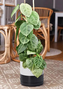 D'vine Dev 10 Inch Ceramic Planter Pot with Drainage Hole and Saucer, Indoor Cylinder Round Planter Pot, Layered Monochrome Black & White, 94-O-E-L by GreenHaven Gardens