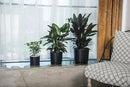 Ekirlin 9 inch Plant Pots,Ceramic Flower Planters Indoor,Modern Succulents Containers with Drain Hole Saucer,Decorate Home,Office & Outdoor (Black) by GreenHaven Gardens