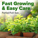 HOME GROWN Premium Common Mint Seeds (Bulk Pack) 3,600 𝗡𝗢𝗡-𝗚𝗠𝗢 𝗨𝗦𝗔 Heirloom Herb Seeds, USA Sourced | Ideal for Planting Outdoors or Indoors for a Fresh Mint Tea Garden (Mentha spp) by GreenHaven Gardens