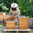 VINGLI 10 Frames Beehive, Complete Beehive Kit Includes 1 Deep Boxes, 1 Medium Box, Frames and Waxed Foundations, for Yard, Field, Bee Farm (2 Layer) by GreenHaven Gardens
