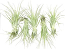Live Air Plant - Tillandsia Gardneri 5-7” - 5ct - ragnaroc Rare Collectors Indoor Tropical Plant - Live Arrival Guaranteed - House Plants for Home Decor & Gift by GreenHaven Gardens