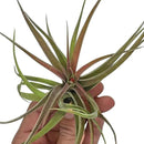 Air Plants - Tillandsia Brachycaulos Abdita, Large 4-6" - 5 ct - Live Arrival Guaranteed - House Plants for Home Decor & Gift by GreenHaven Gardens
