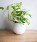 Marble Queen Pothos Plant in 4 Inch Planter Pot for Plants, Low Light Plants Live Houseplants, Pothos Live Plant Decor, Live Plants Indoor Plants Live Houseplants Live Indoor Plants by Plants for Pets by GreenHaven Gardens