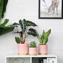 Gepege Indoor Pots for Plants, Ceramic Planter with Drainage Hole, 9.6inch+7.6Inch+6Inch. Succulent Orchid Flower Pot - Rainbow Pearl Glaze by GreenHaven Gardens
