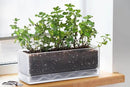 D'vine Dev 12 Inch Window Box Planter, Rectangle Plastic Herb Planter with Drainage Holes and Saucer, Indoor Succulent Cactus Vegetable Pot for Windowsill, Garden Balcony, Clear, Set of 2, 76-X-D-2 by GreenHaven Gardens