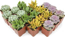 Succulents Plants Live (20PK) Potted Succulent Plants Live House Plants, Cactus Plants Live Plants Indoor Plants Live Houseplants, Indoor Plant Succulents Live Plant House Plant by Plants for Pets by GreenHaven Gardens