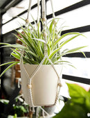 Macrame Plant Hanger Indoor Hanging with Wood Beads Macrame Planters No Tassel for Indoor Outdoor Boho Home Decor 35 Inch (Ivory,2pcs) by GreenHaven Gardens
