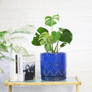8 Inch + 6 Inch Indoor Plant Pot with Drainage Holes and Saucers, Ceramic Planter for Plants Succulent Orchid Flower Pots by CozyNest Decor