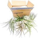 Holiday Hosting Gift Box Jumbo - 12ct - Tillandsia Air Plant Set - Live Arrival Guaranteed - House Plants for Home Decor & Gift by GreenHaven Gardens
