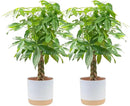 Costa Farms Money Tree Live Plants (2-Pack), Easy to Grow Houseplants in Indoor Garden Pot, Pachira Bonsai in Potting Soil, Birthday, Housewarming, Thank You Gift, Office and Home Decor, 3-4 Feet Tall by GreenHaven Gardens