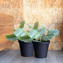 Elly Décor Set of 2 12 inch Round Saucer Modern Self Watering Planter Plates, Pots with Rattan-Like Finish, 12x12 Gray by CozyNest Decor