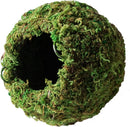 Galápagos (05348) Mossy Cave Hide, 6", Green Sphagnum by GreenHaven Gardens