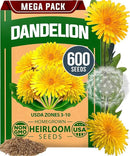 HOME GROWN 𝗨𝗦𝗔 𝗣𝗥𝗘𝗠𝗜𝗨𝗠 Dandelion Seeds for Planting – 600 Heirloom Medicinal Herb Seeds (~0.3g) 𝗡𝗢𝗡-𝗚𝗠𝗢 Grow Edible Leaves and Flowers for Remedies or Wildlife (Taraxacum officinale) by GreenHaven Gardens