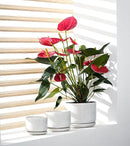 Ton Sin Plant Pots, 4.1+5.1+6.5 inch, Set of 3, Ceramic Planters with Drainage Hole and Saucer, Indoor Flower Pot with Hole Mesh Pad, Gifts for Mom(Reactive Glaze White) by GreenHaven Gardens