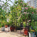 Metal Garden Arch With Gate High Climbing Plants Support Rose Arch Outdoor - Black by HouseOfZazla