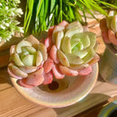FWPP Live Succulents Plants Echeveria Love Song 2 Heads 3 inches,Rare Succulents Bare Root Without Pot Soil, Live Plants Indoor Office Decoration Wedding and Gift by GreenHaven Gardens