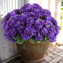 Hananona 12 Pcs Artificial Geranium Flowers for Outdoors Silk Purple Geranium Flowers Outdoor UV Resistant Plants Faux Flower for Home Kitchen Table Centerpieces Front Door Patio Decor (12, Purple) by CozyNest Decor