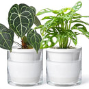 D'vine Dev 6 Inch Design Self Watering Planter for Indoor Plants, White Terracotta Pots with Cylinder Glass Cup, Set of 2, 37-Y-B-2 by GreenHaven Gardens